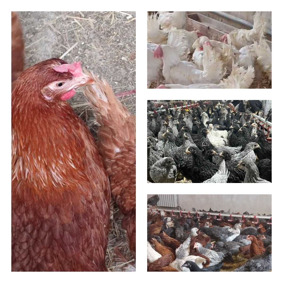 Продам кури несушки! Доставка безкоштовна. Ріпки!