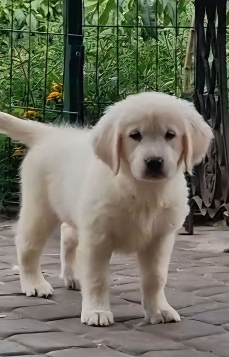 Золотистий ретривер   goldenpuppy