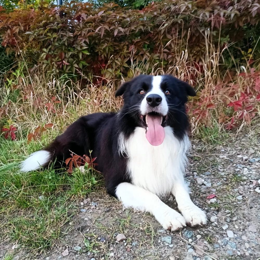 Szczenie suczka Border Collie piekny miot