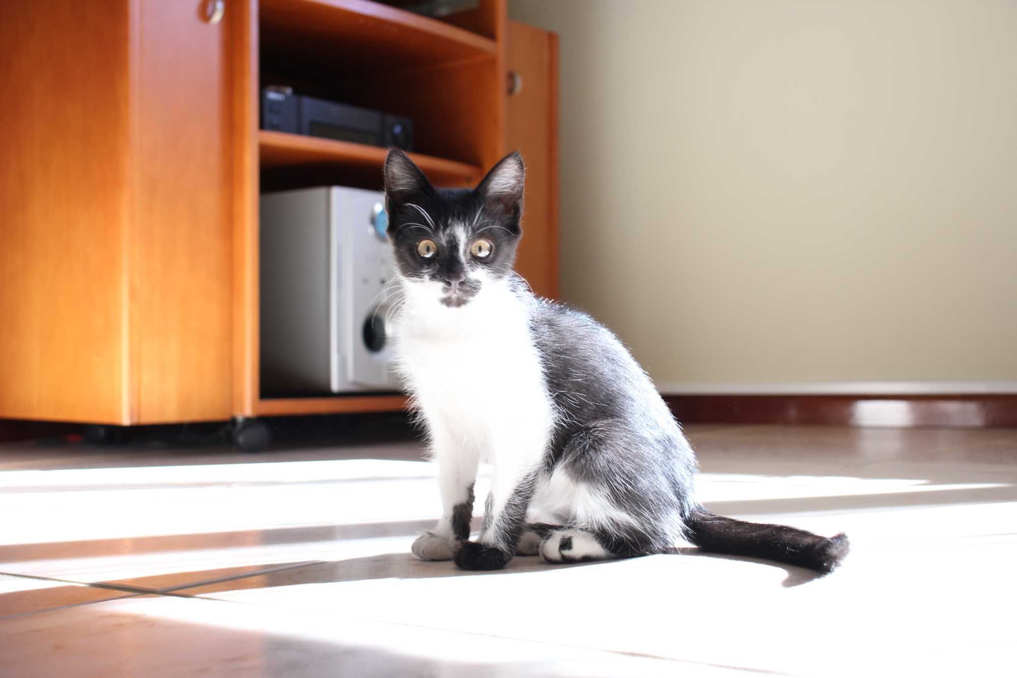MACHO | Gatinho disponível para adoção responsável