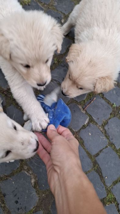 Собачки забавні звички