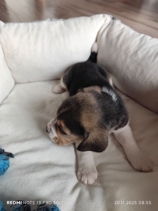 Wzorowy piesek Beagle tricolor odbiór 5.12