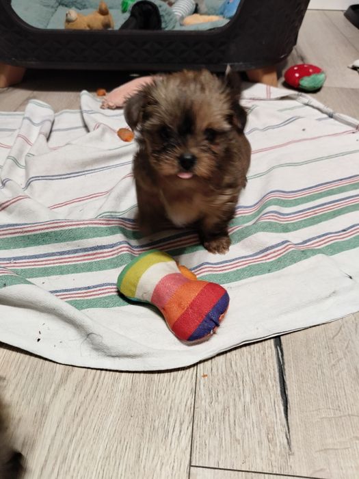 Yorkshire terrier