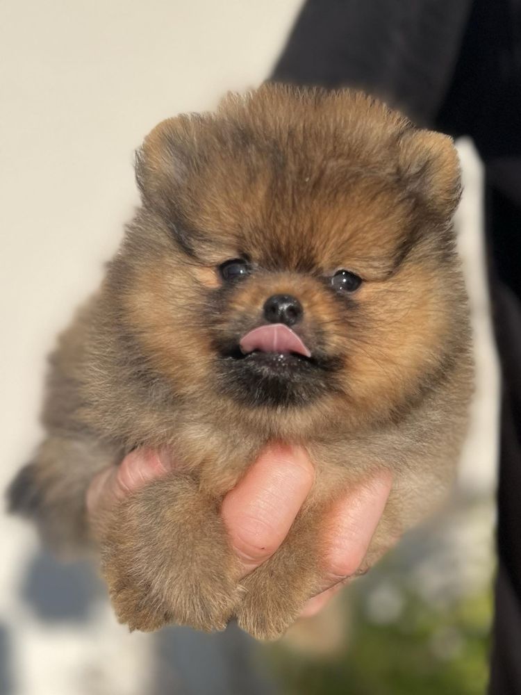 Szpic miniaturowy Pomeranian