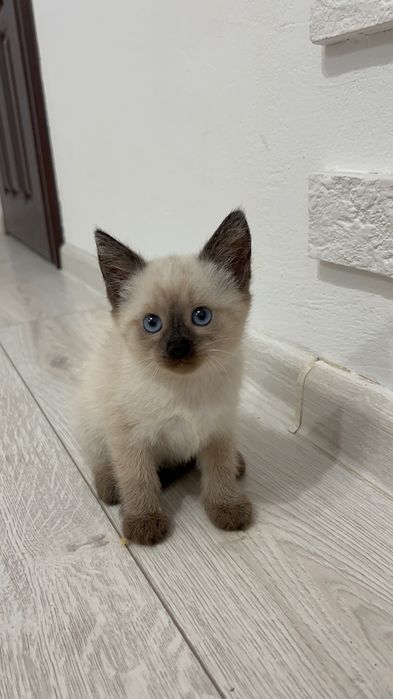 Сіамські котики.