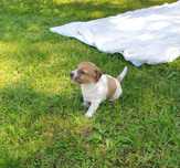 Jack Russell Terrier