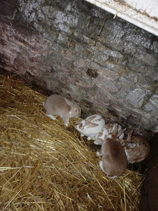 Sprzedam samce i samice