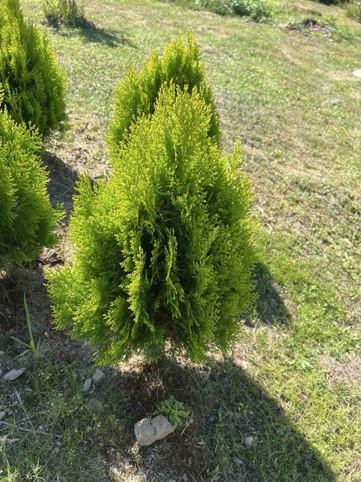 Туя смарагд даніка-є опт