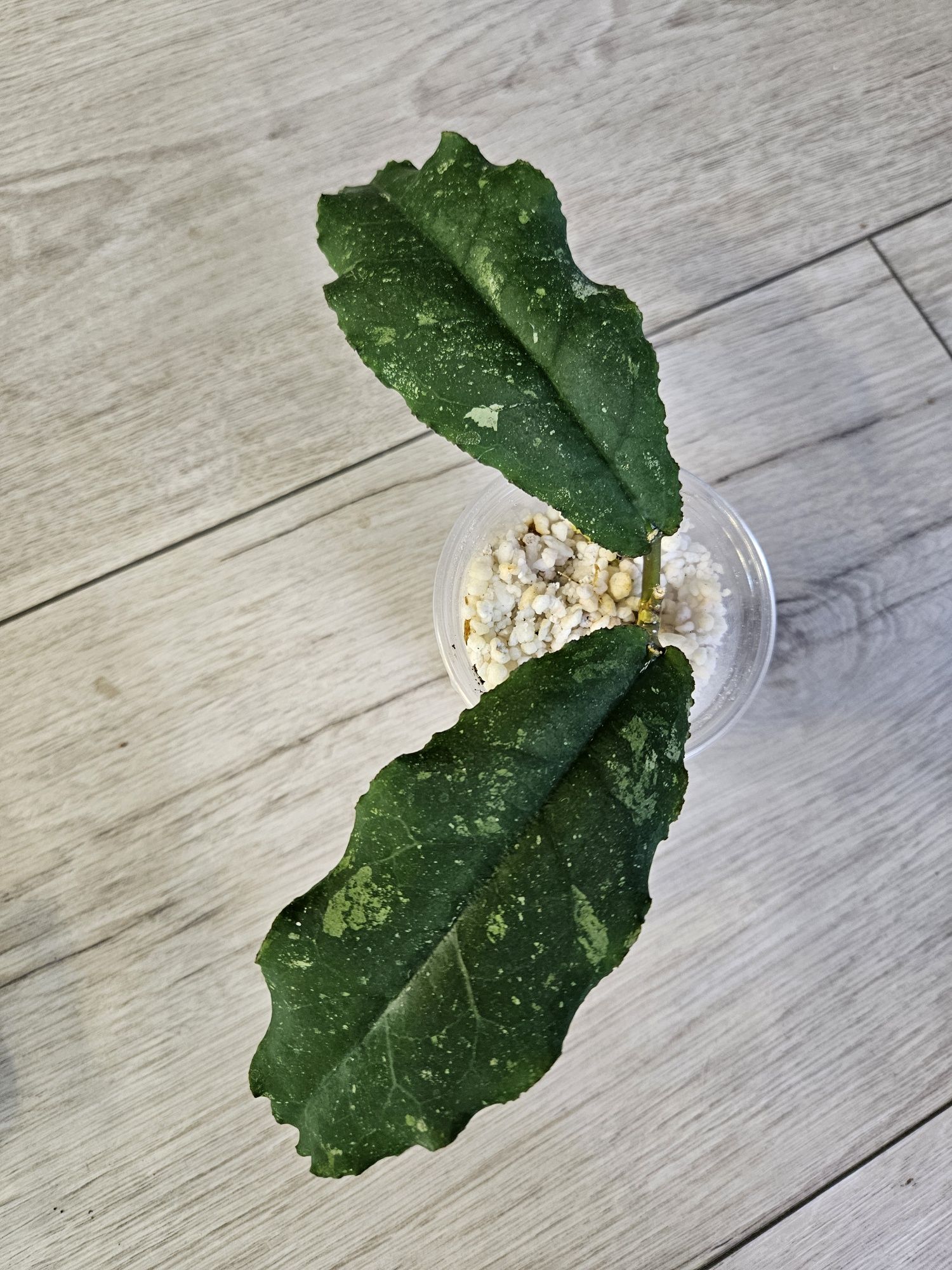 Hoya undulata Black