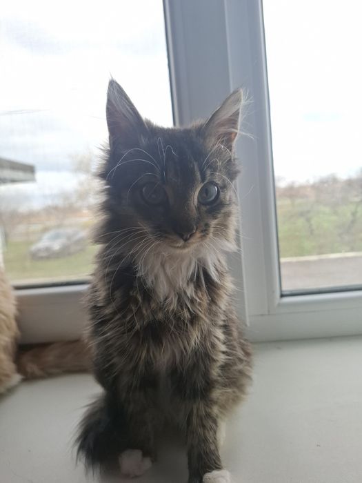 Віддам у добрі руки кошенят (4 місяці) – хлопчик і дівчинка