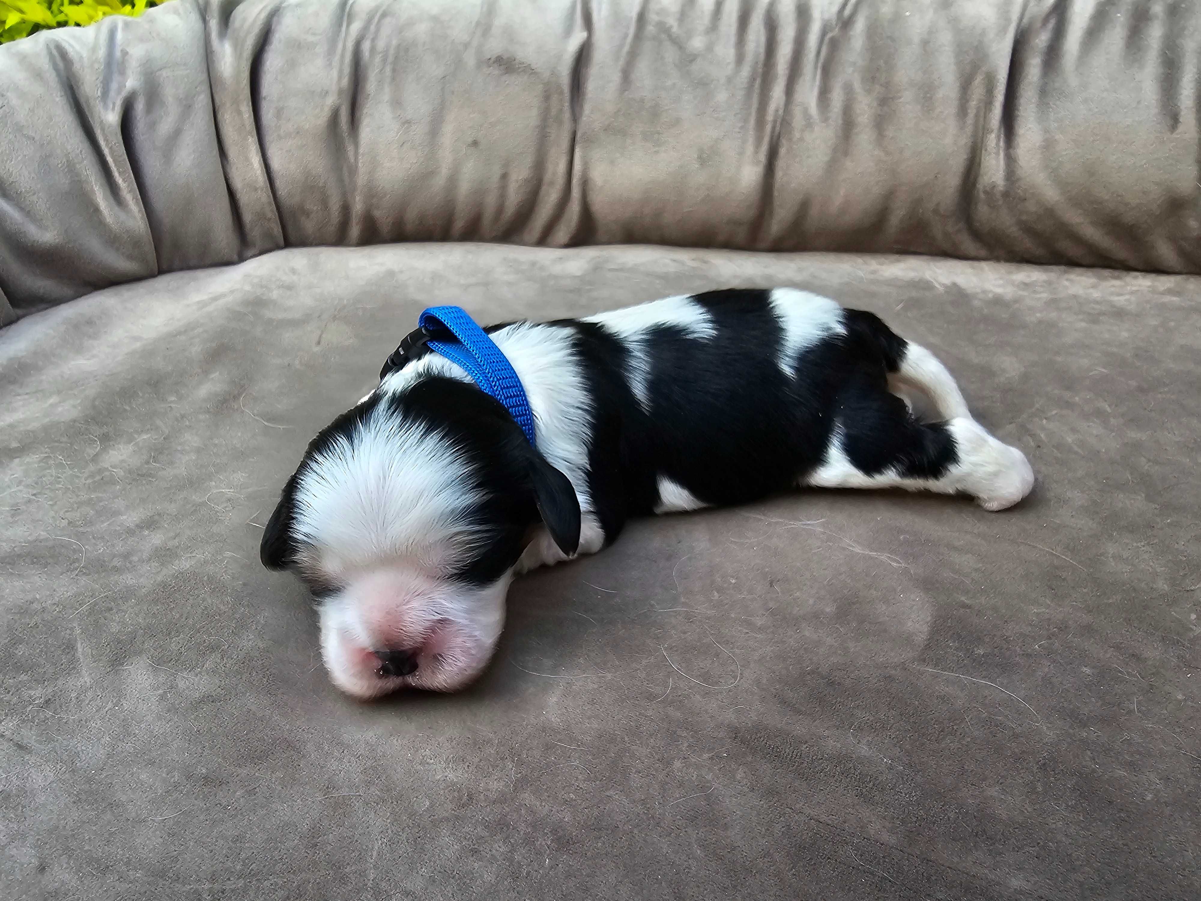 Cavalier King Charles Spaniel