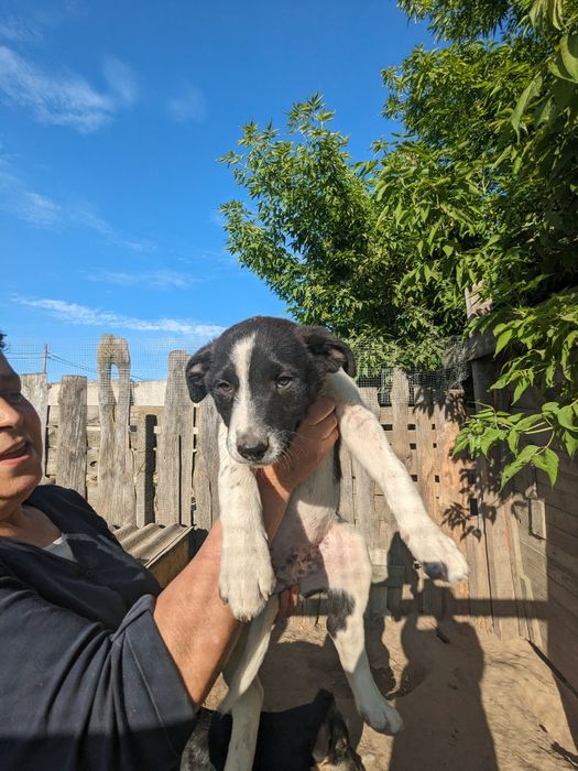 Щенята врятовані з вулиці, вакциновані шукаю родини хлопці та дівчата