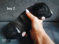 Bulterier Miniaturowy Miniature Bull Terrier