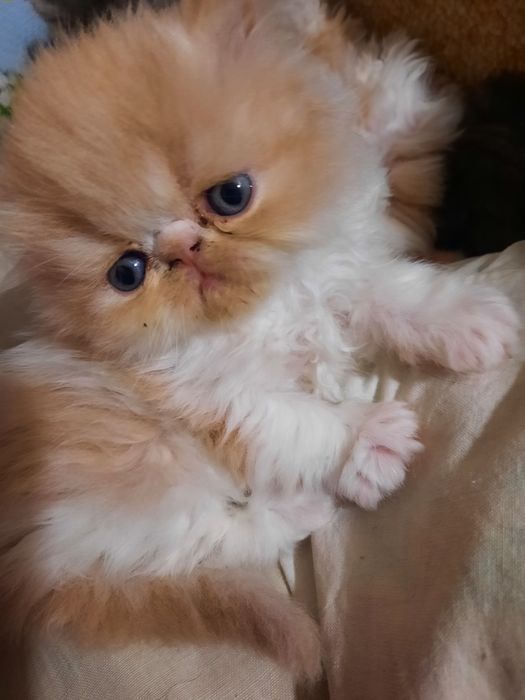 Персидские котята пушистые