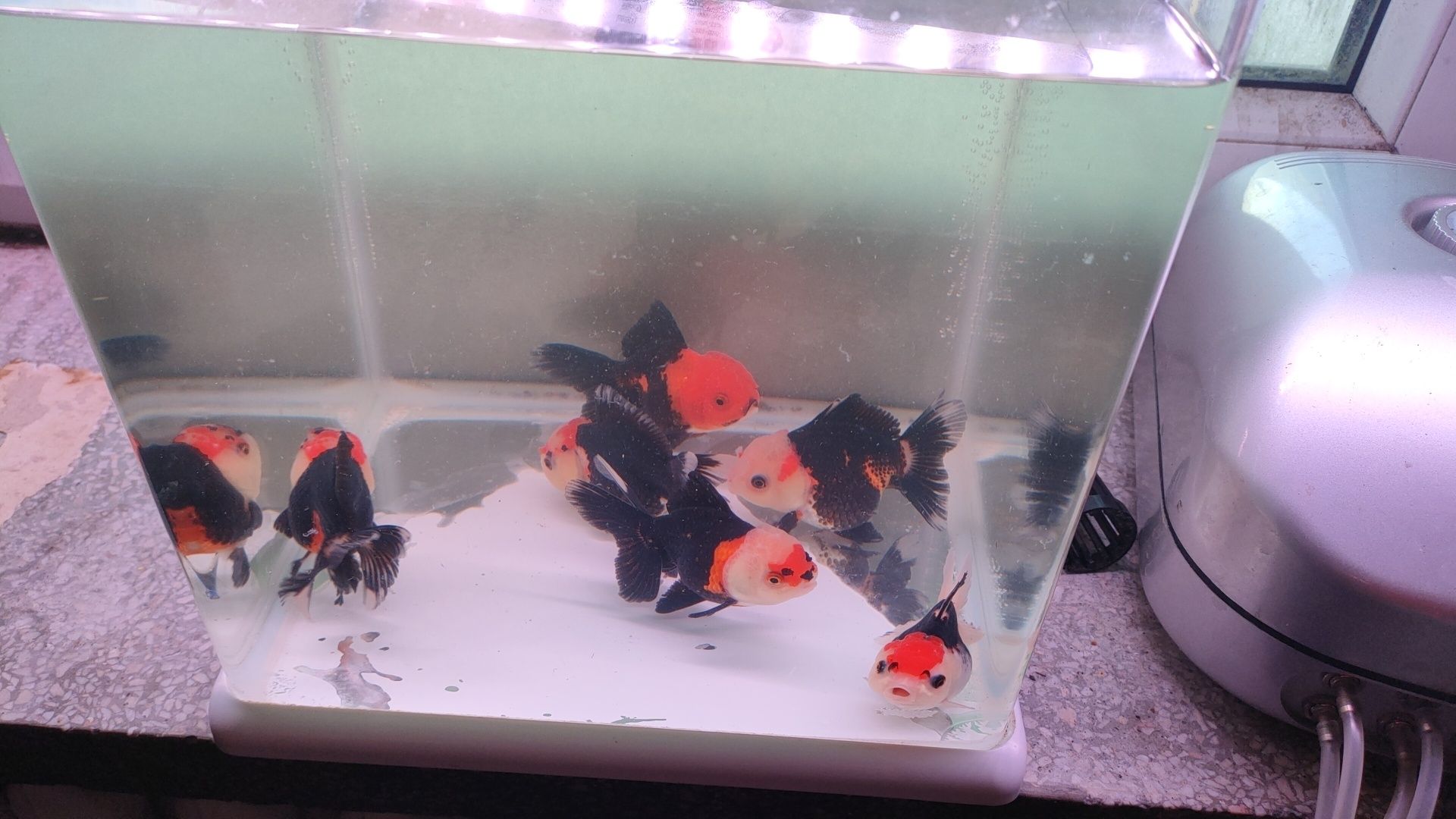 Oranda Ranchu grS sklep zoologiczny Pirania Olsztyn wysyłka