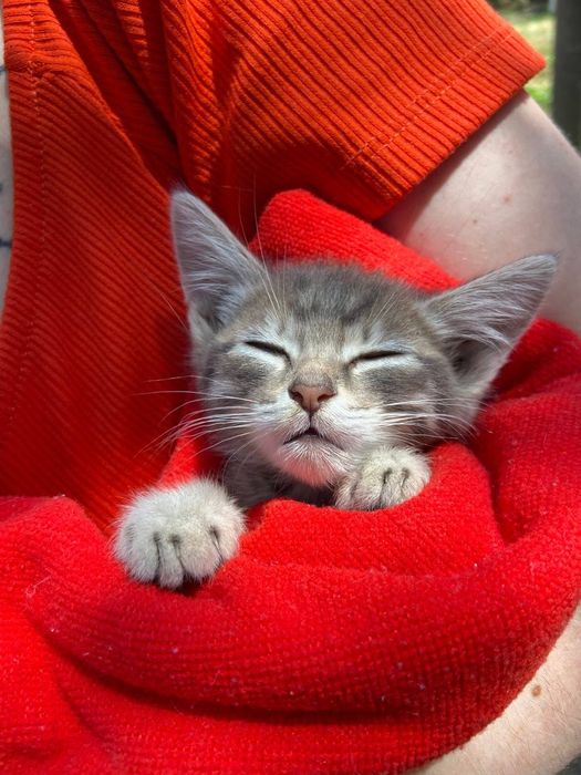 Кошеня в добрі руки