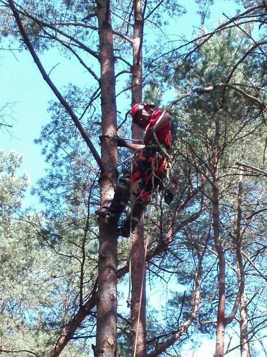 Cięcie i przycinanie drzew Konstantynów Łódź Pabianice Aleksandrów