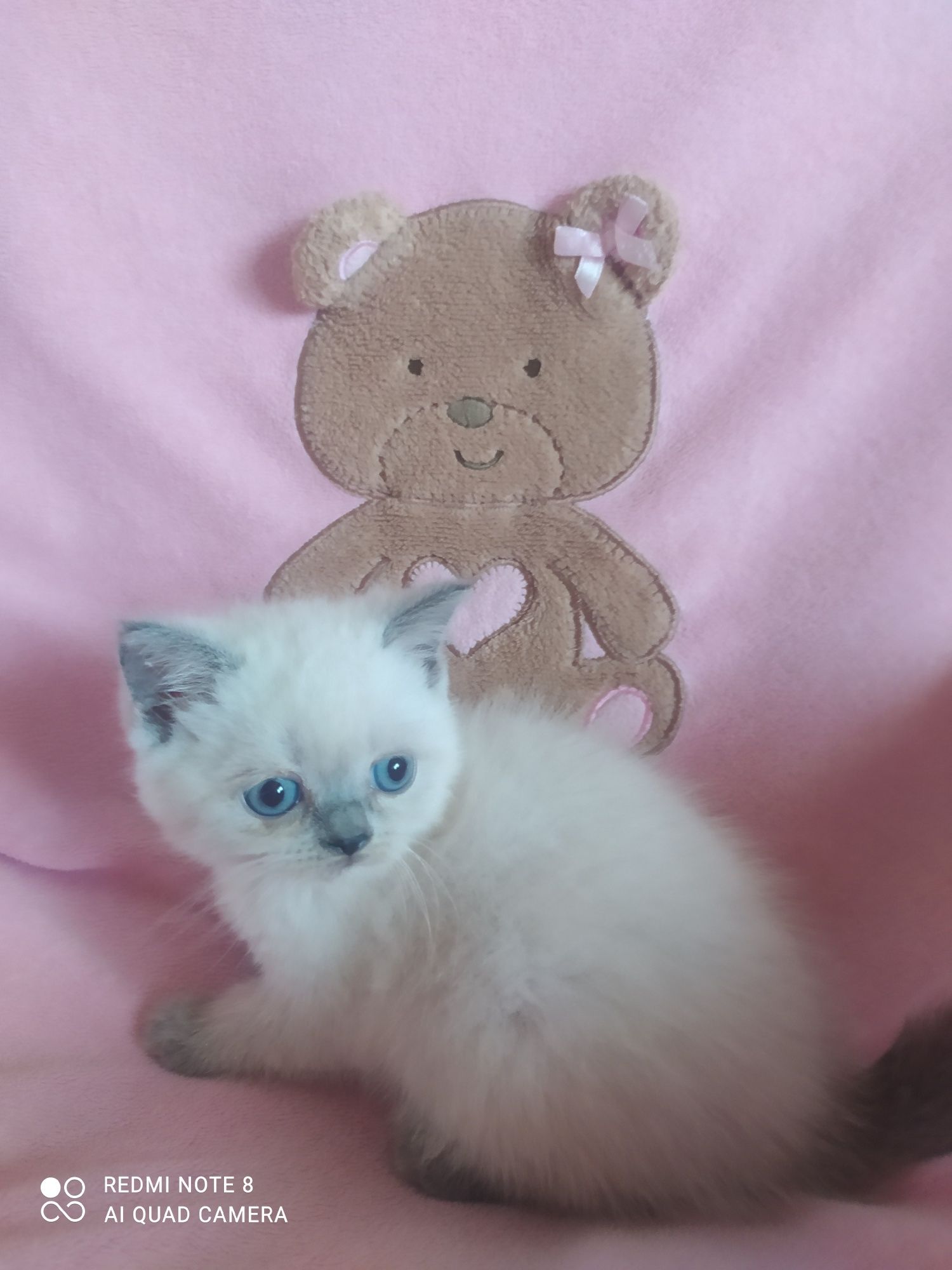 Шотландські кошенята блю поінт