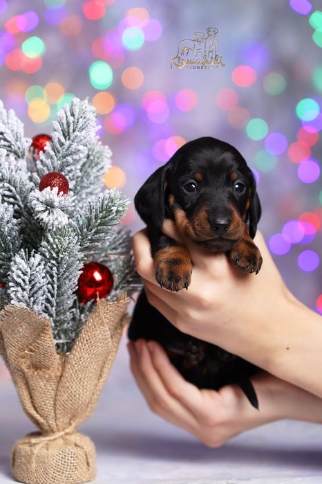 Такса мініатюрна гладкошерста