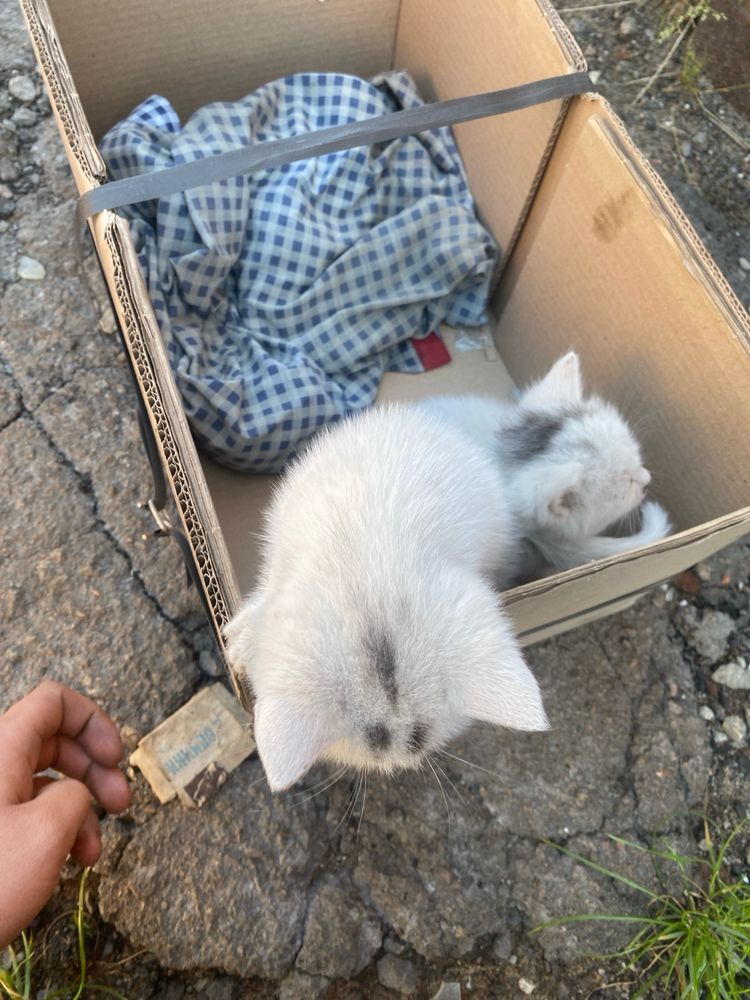 Віддам в добрі руки 2 кошеня