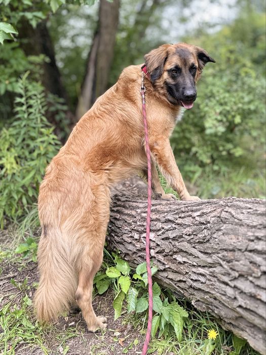 Młody Leon w typie leonbergera