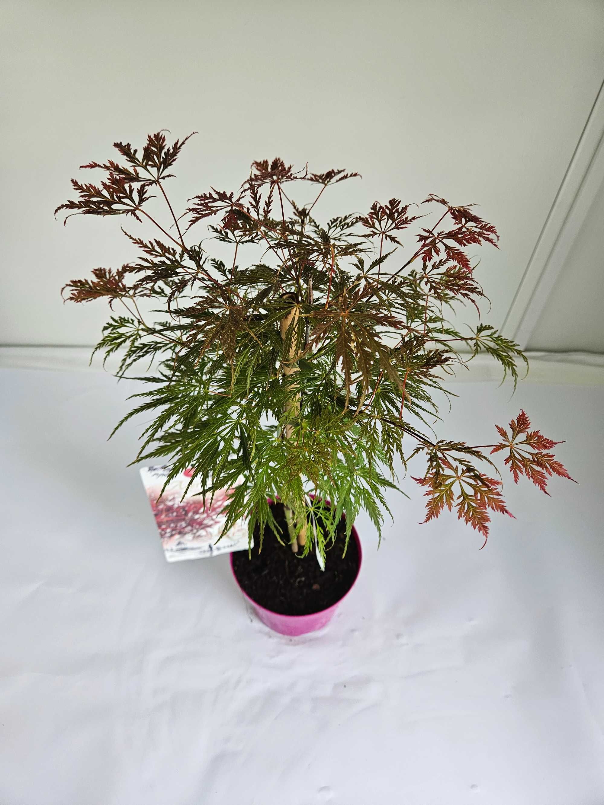 Klon Palmowy 'Emma' (Acer palmatum 'Emma')
