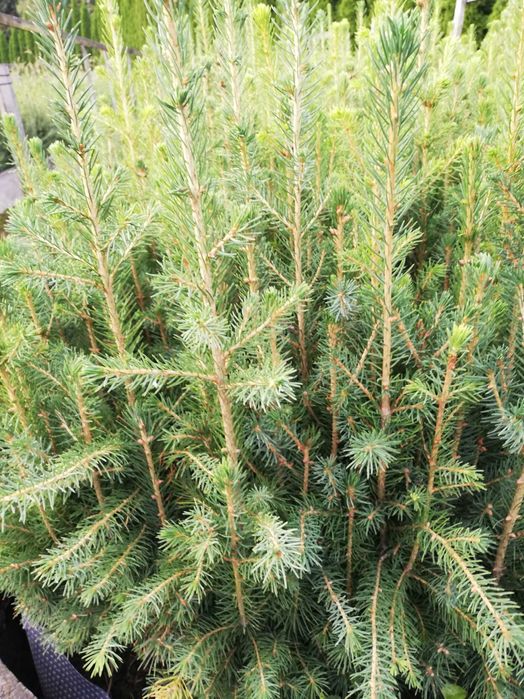 Świerk pospolity 3 latek