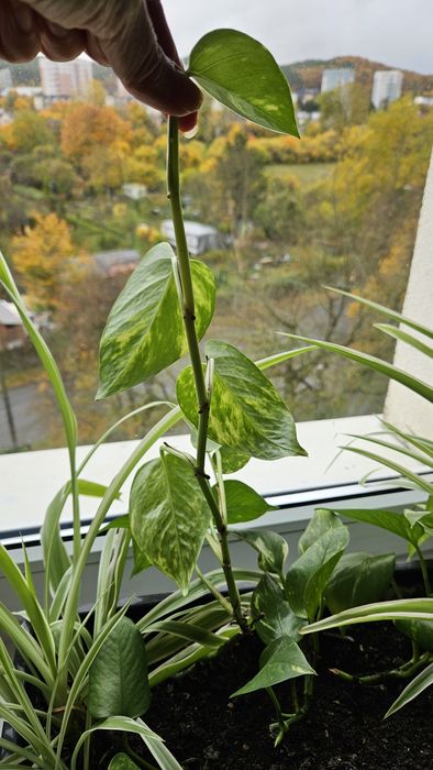 Epipremnum złociste 1 sadzonka odnóżka duża ukorzeniona biało - zielo