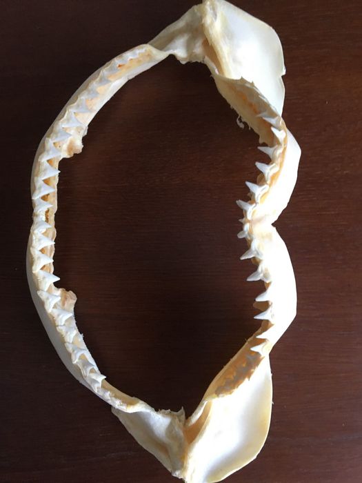 челюсть акулы декор