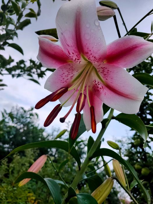 Лилия дерево гигант , садовые ОТ гибриды