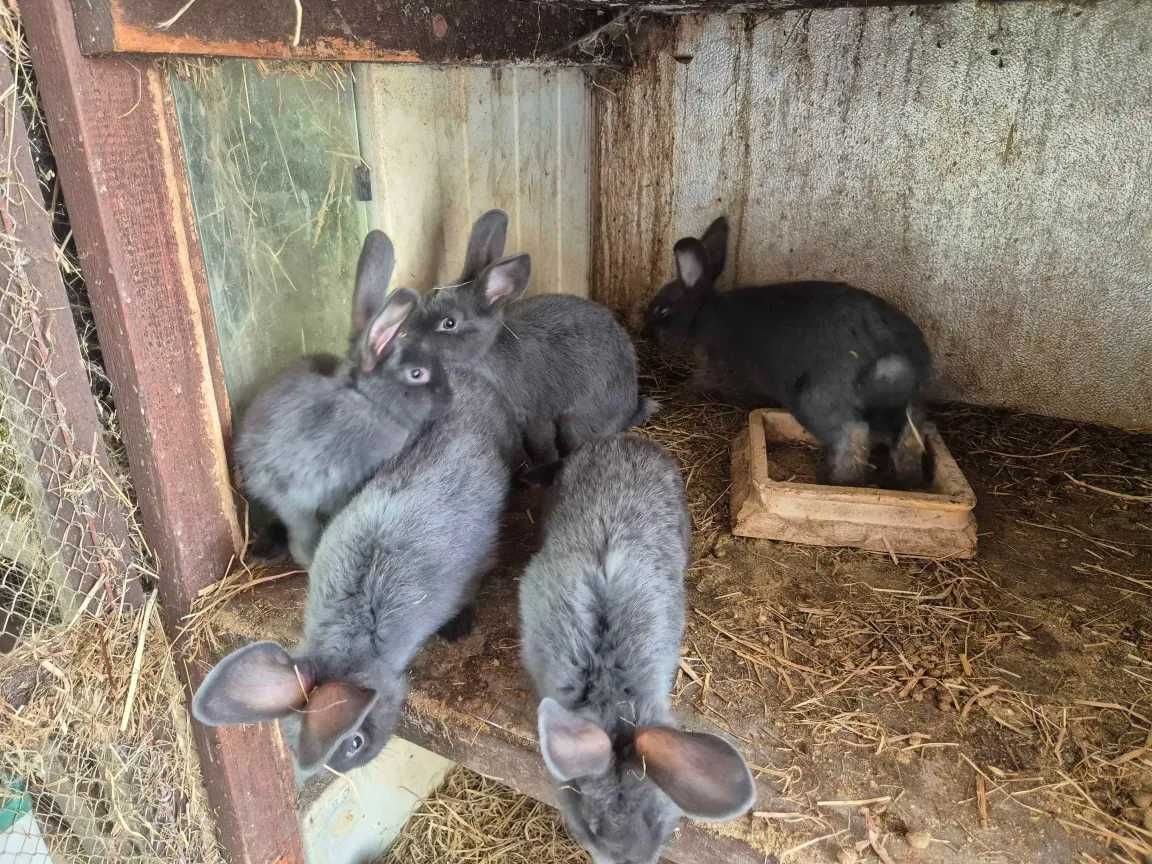Króliki Niebieskie Wiedeńskie