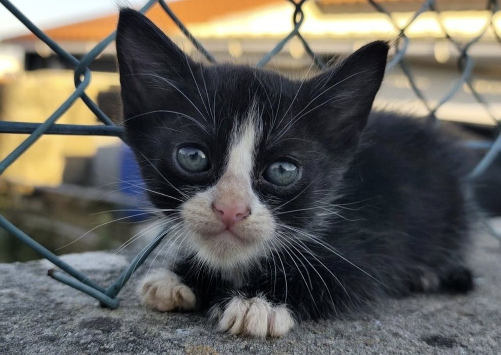 Gatos para adoção