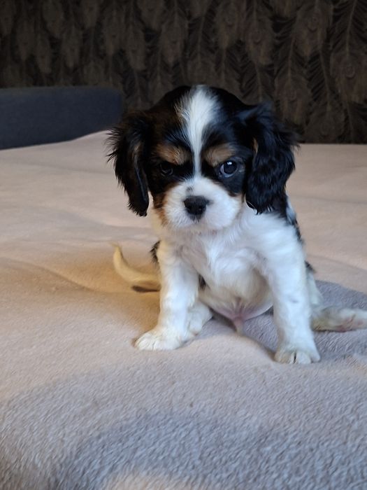 Cavalier wesoły piesek