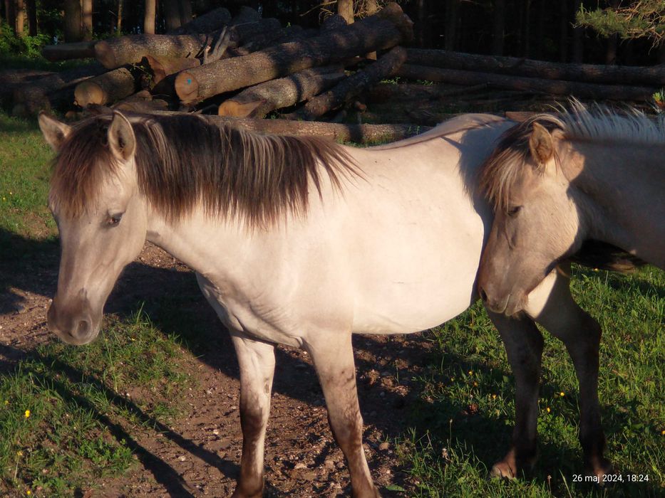 Konik polski / konik polski klaczki / koniki polskie klaczki 3500zł