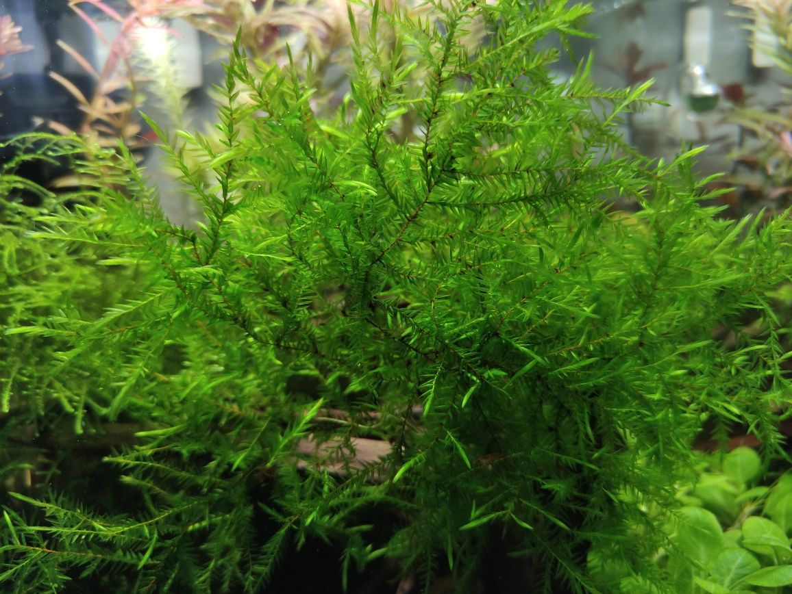 Willow Moss - piękny mech do akwarium super roślina dla krewetek