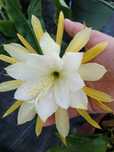 Epiphyllum Gerda. Li Hung Shan. Jennifer Ann. Sadzonki.