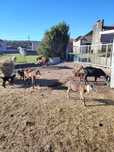 Cabras anglonobianas