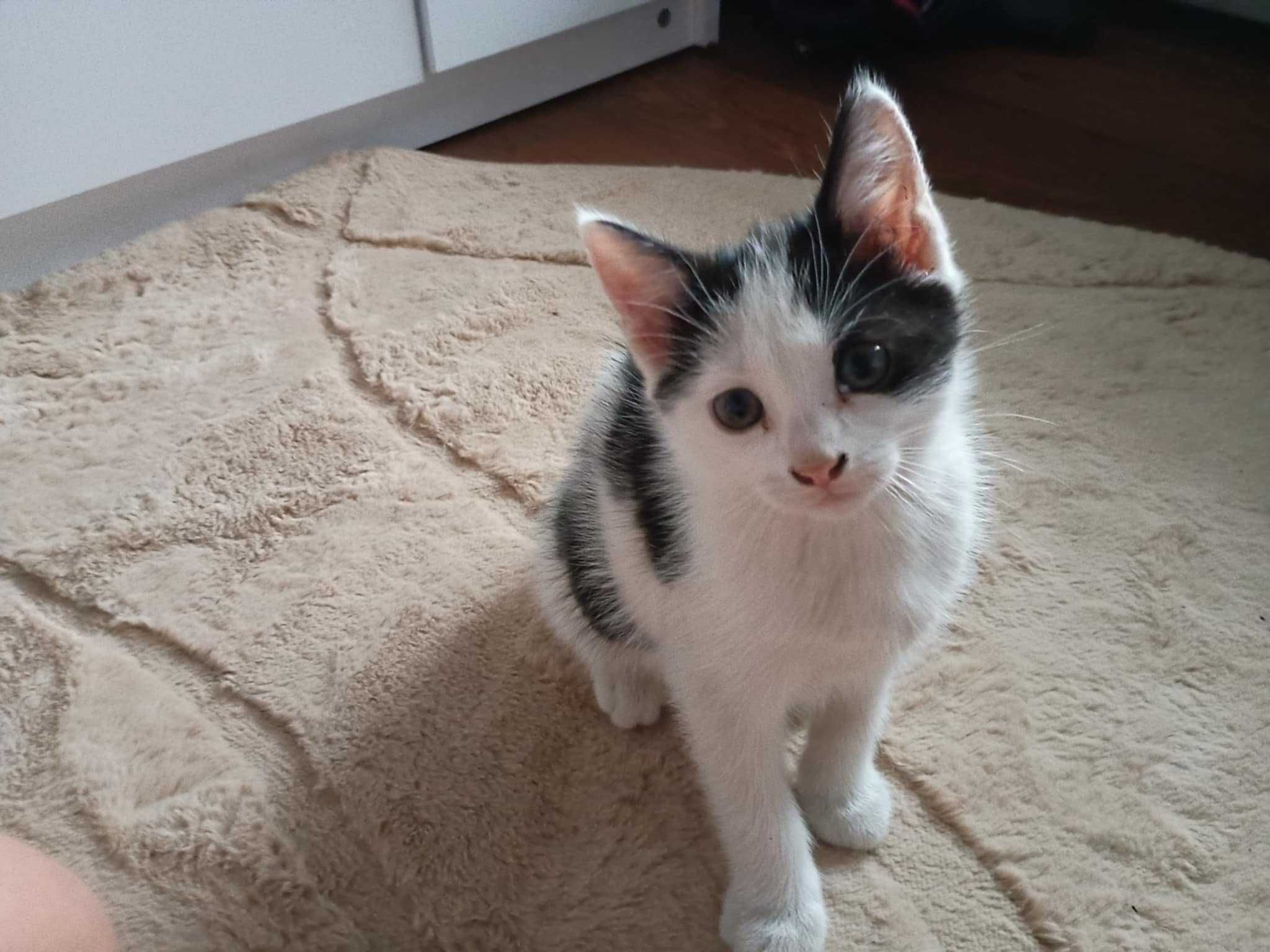 Oddam w dobre ręce dwa kotki !