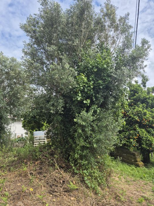 3 oliveiras Centenárias