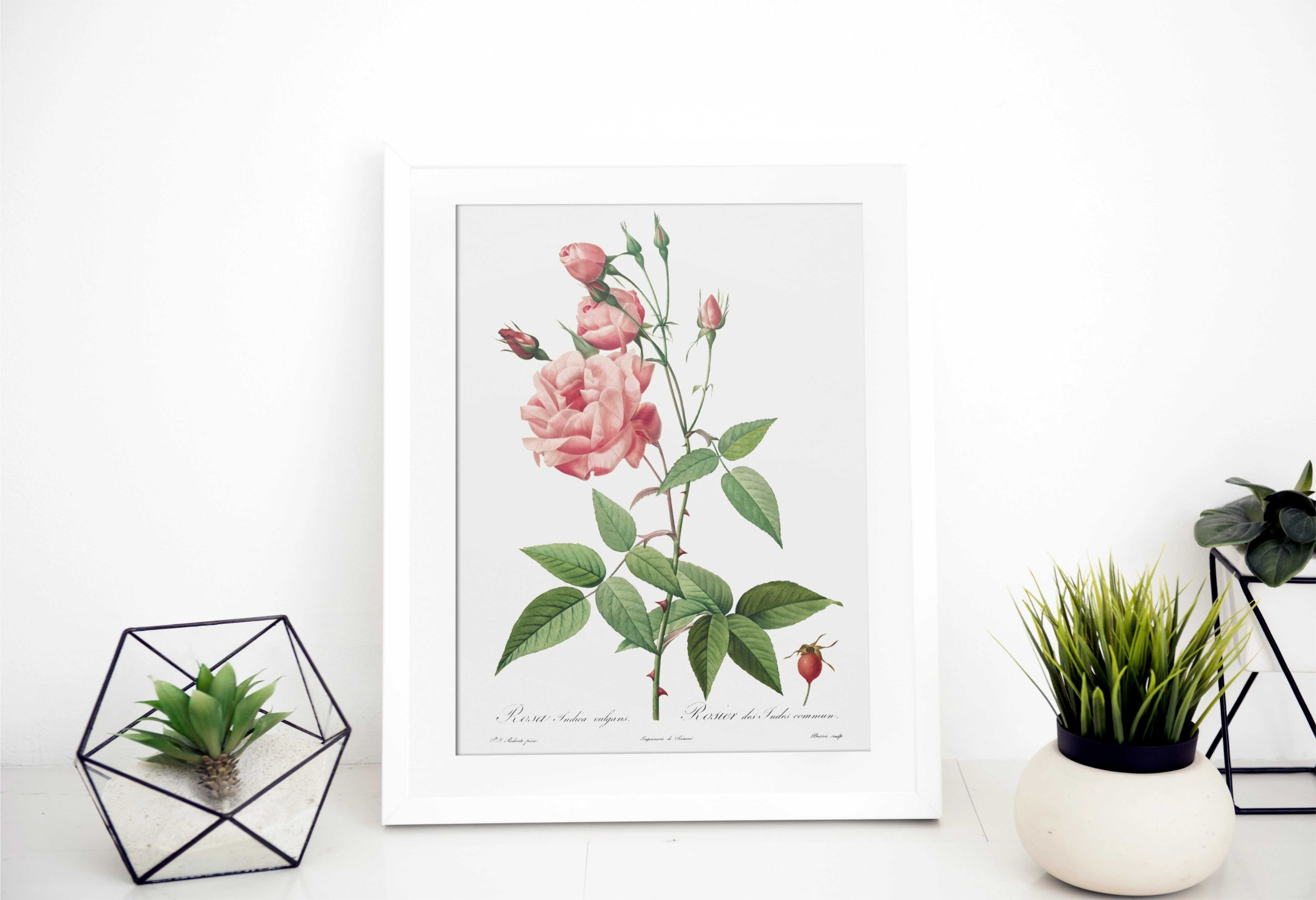 Plakat - 4szt RÓŻE Rośliny boho vintage botaniczne Walentynki