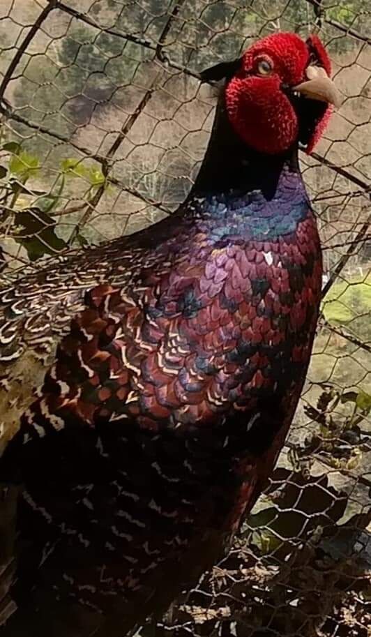 Ovos de raça e...
