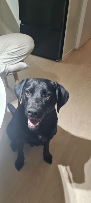 Oddam psa labrador