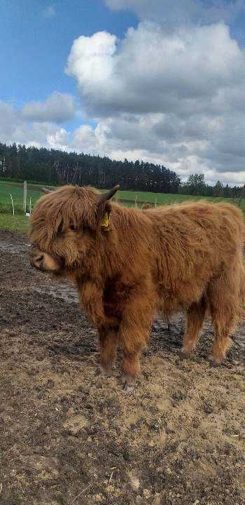 Highland cattle mlode bydło ponownie dostępne.