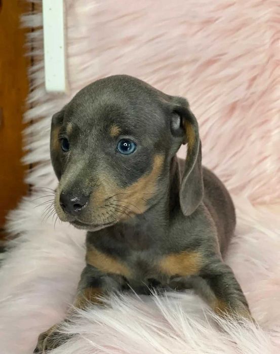 Teckel blue disponível