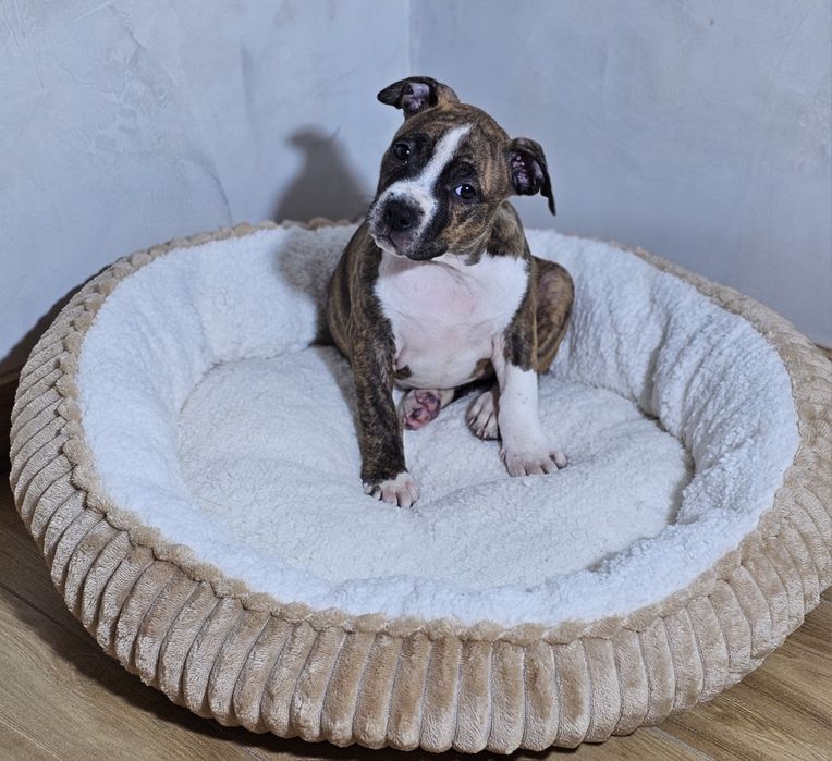 Amstaff piesek pregowany