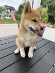 Shiba inu PIESEK gotowy do odbioru