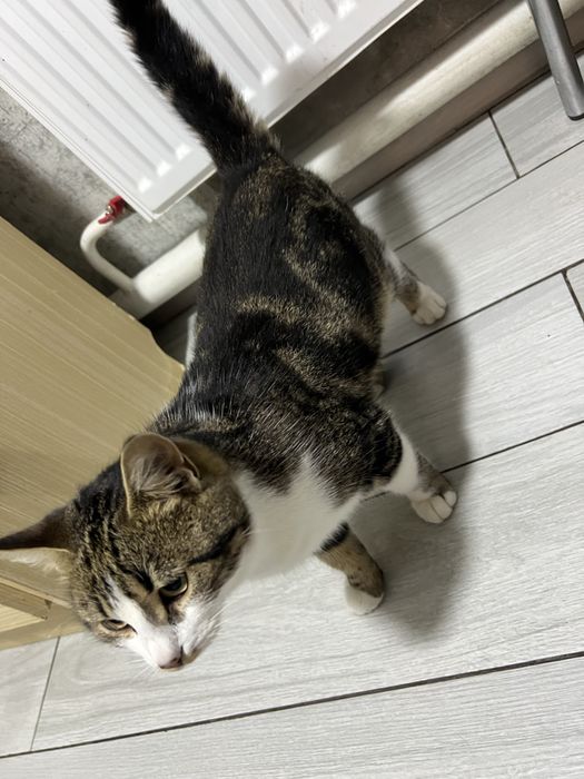 Продамо котика породистого