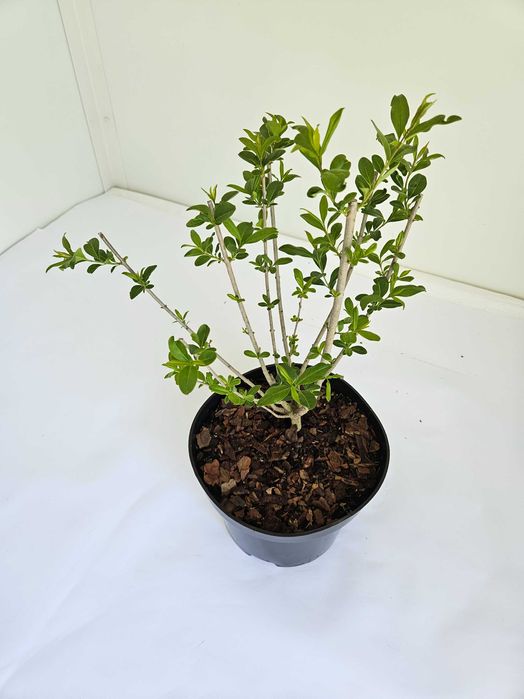 Ligustr (Ligustrum )