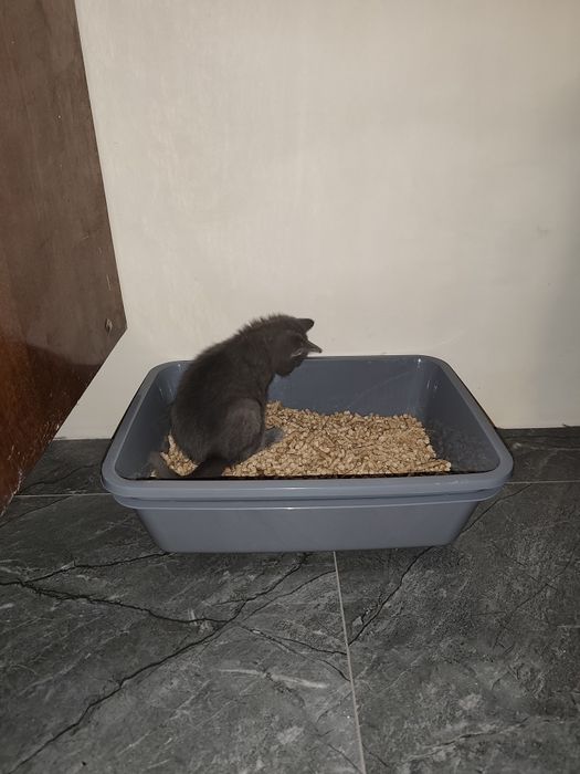 Котенята бомбейської породи, безкоштовно