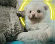 Szpic Miniaturowy pomeranian samiec okazja boo